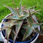 Aloe rauhii পাতা