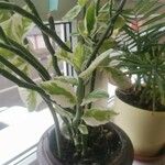 Euphorbia tithymaloides Fulla