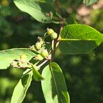 Lonicera maackii Fruto