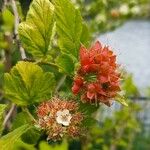 Physocarpus opulifolius Fruit