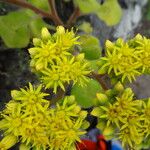 Aichryson laxum 花