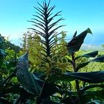 Hedychium gardnerianum Flower