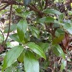 Diospyros whyteana Leaf