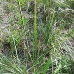 Paspalum urvillei Feuille