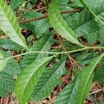 Tetracera alnifolia Fuelha