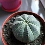 Euphorbia obesa पत्ता