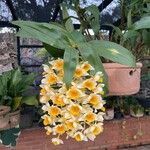 Dendrobium thyrsiflorum Flor