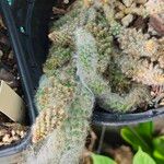 Austrocylindropuntia vestita 葉