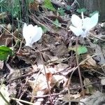 Cyclamen hederifoliumKvet