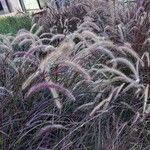 Pennisetum setaceum Habitus