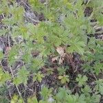 Potentilla supina Folha