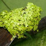 Lemna aequinoctialis Облик