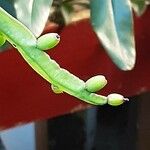 Rhipsalis micrantha Fruit