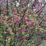 Ribes sanguineum Habit