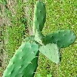 Opuntia dejecta Leaf