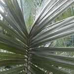 Butia capitata Leaf