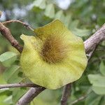 Pterocarpus angolensis Fruto