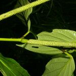 Piper crassinervium Leaf