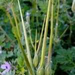 Erodium ciconium 果實