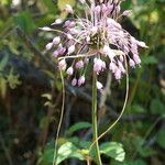 Allium carinatum Blomma