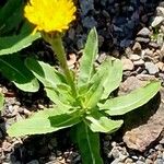 Hypochaeris uniflora Leaf