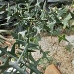 Colletia paradoxa Лист