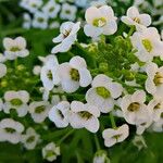 Lobularia maritima Flors