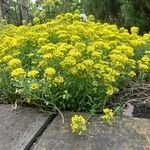 Alyssum montanum आदत