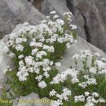 Asperula hirta Habit