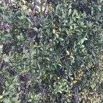 Rothmannia capensis Blatt