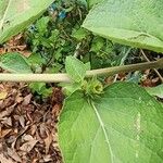 Arctium minus പുറംതൊലി