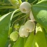 Scaevola taccada Fruit