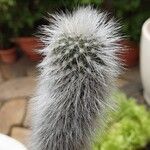 Cleistocactus strausii Altul/Alta