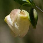 Calochortus albus Кветка