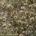 Carlina vulgaris 形態