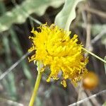 Thelesperma megapotamicum Lorea