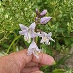 Hosta plantagineaFlor