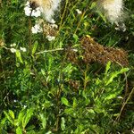 Cirsium arvense Habit