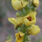 Verbascum nigrumBloem