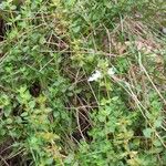 Thymus piperella Hoja