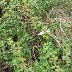 Thymus piperella Листок