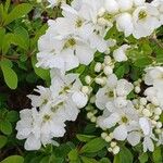 Exochorda racemosa Flor
