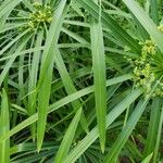 Cyperus alternifolius 葉