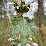 Lamium moschatum Flor