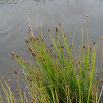 Eleocharis obtusa Habit