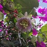 Passiflora ligularis Kvet