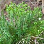 Lycopodium annotinum Лист