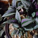 Strobilanthes auriculataFolio