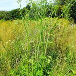 Heracleum sphondylium आदत