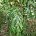 Artemisia verlotiorum Yaprak